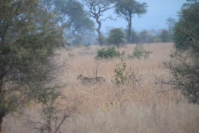 Cheetah on the move