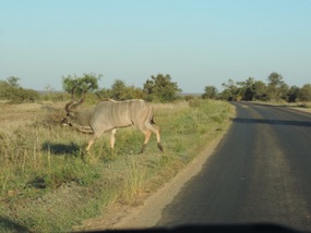 Kudu - the shy one