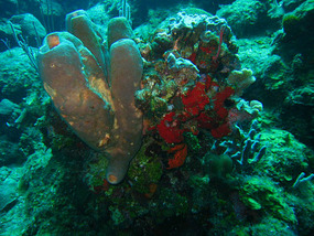 Brilliant underwater coral