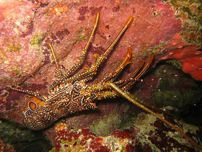 Spiny lobster