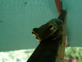 Resident tree frog - in this case, umbrella frog