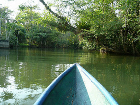 The mangroves on the way back to the hostel.