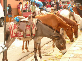 Juayua taxis