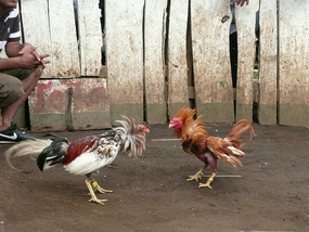 Cockfight!