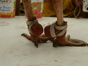 They put little boxing gloves on the roosters