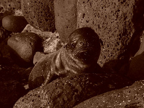 One of the many sand covered newborns
