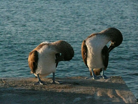 Two blue footed boobies at dusk