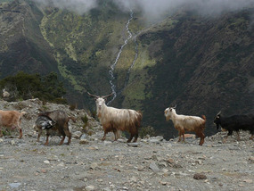 Goats at Abra la Raya