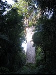 Terence with Tane Mahuta (the kauri tree)
