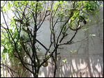 snake temple