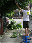 Eng Cheng trims the big tree