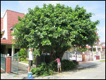 The big tree in front of Terence's house