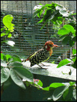 at KL bird park