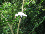 bird eating bird-eating fish