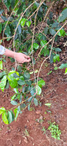 Ripe coffee berries