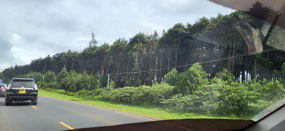 Pine forest between Nakuru and Nairobi