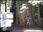 From beautiful redwoods