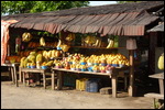 Fruit anyone