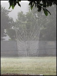 Web