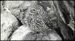very small owl