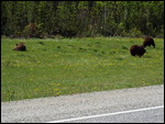 Three Grizzly Bear