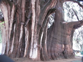 Worlds largest tree