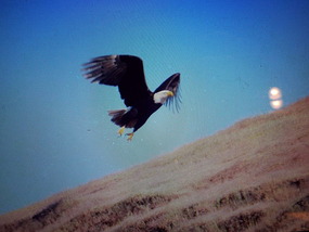 Eagles over