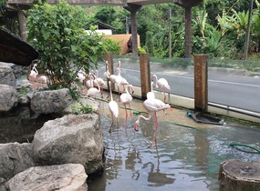 Flamingos