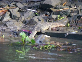Water lizard