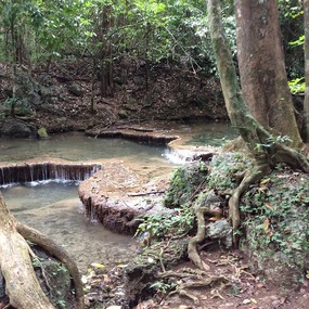 Tree with huge rock in roots