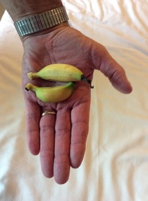Smallest bananas Roy has ever seen