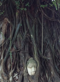 Face in the tree