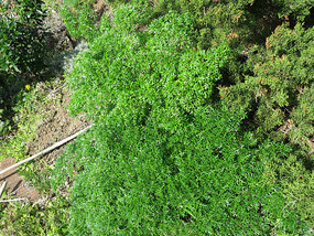 Parsley, Costa Vincente