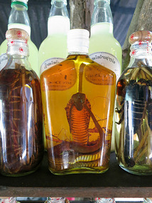 snake drink