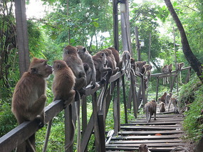 monkey path