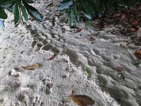turtle tracks