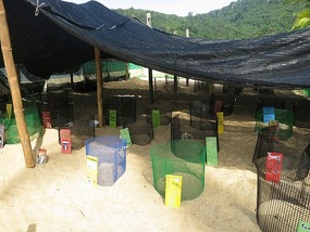 the hatchery