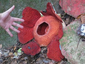 7 petaled Rafflesia