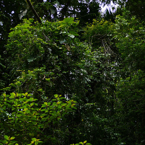 Rainforest
