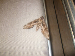large moth on deck