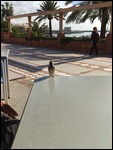 Guest at our morning coffee
