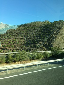 Orchards 