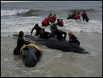 3-The whales had been there since 8am