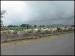 Cows have right of way!