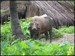 Munching grass