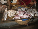 Fish - Calangute fish market