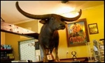 Buffalo "Charlie" from "Crocodile Dundee"