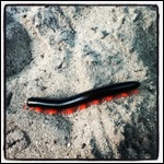 African Millipede (probably deadly;)