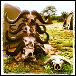 Serengeti Road Kill