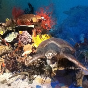 Probably the only way i will ever see a sea turtle